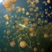 jellyfish_mastgias_jl_v_0131_pal3307_rv.jpg